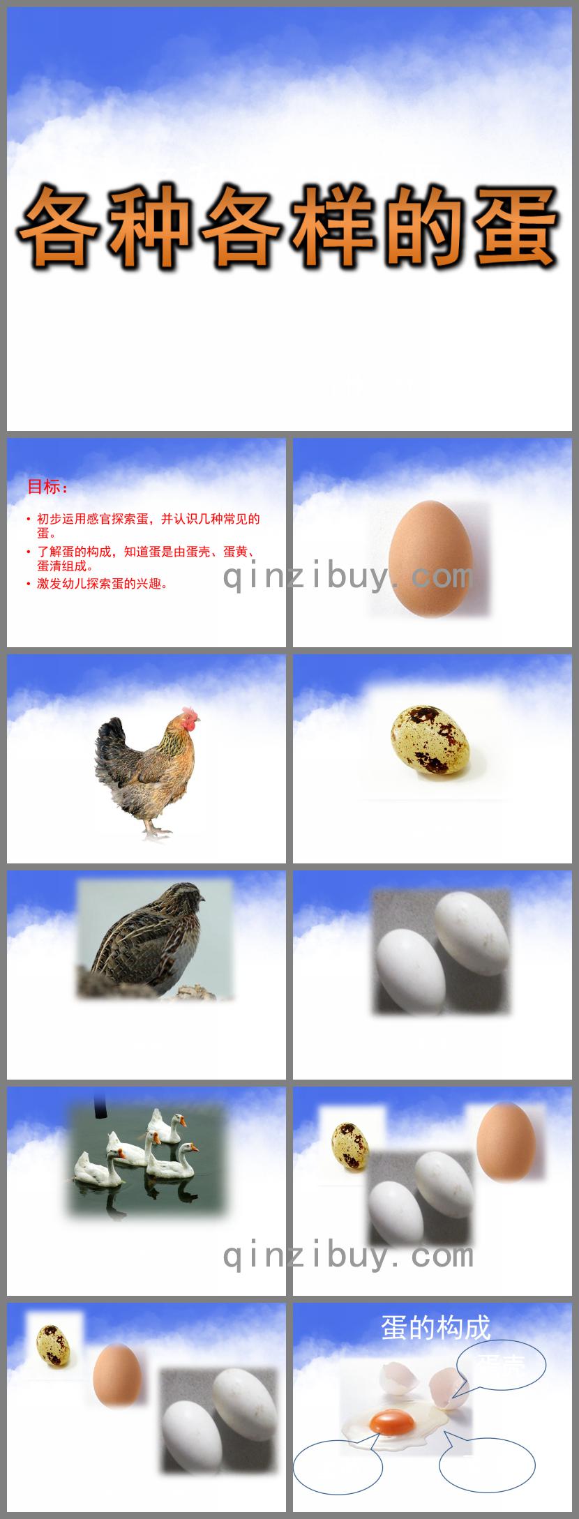 中班科学活动各种各样的蛋PPT课件