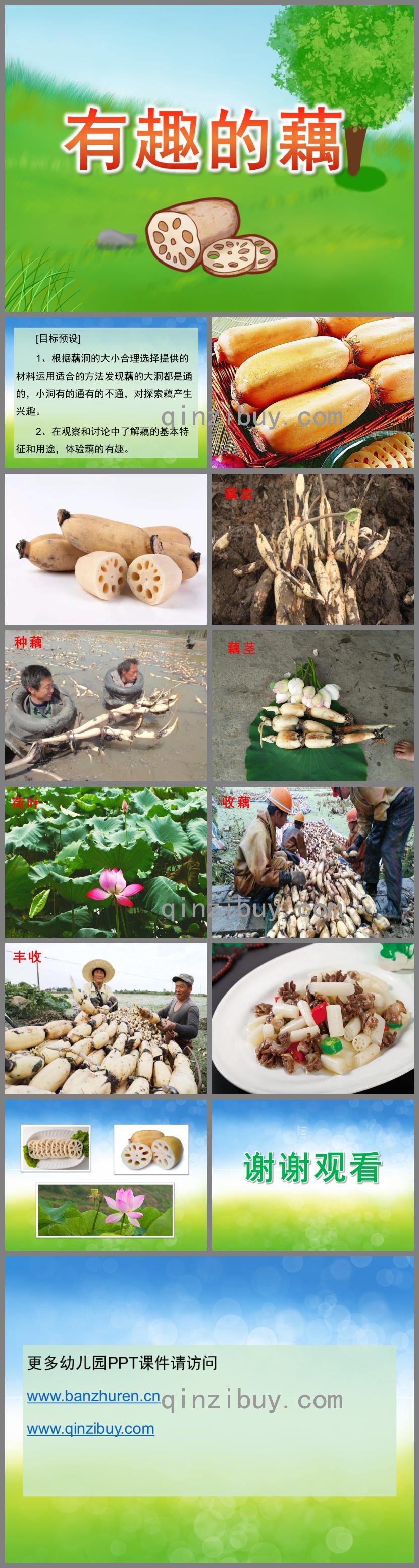 大班科学有趣的藕PPT课件