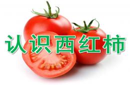 中班健康认识西红柿PPT课件
