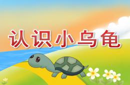 小班科学认识小乌龟PPT课件