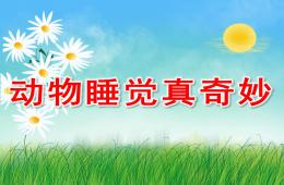 中班科学活动动物睡觉真有趣PPT课件
