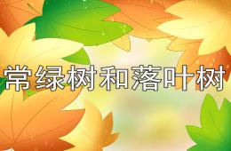 大班常绿树和落叶树PPT课件