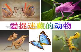 中班科学爱捉迷藏的动物PPT课件
