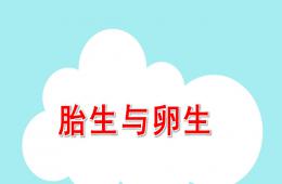 大班科学卵生动物与胎生动物PPT课件