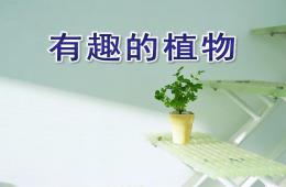 大班科学有趣的植物PPT课件