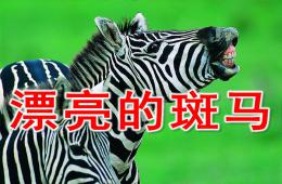 中班美术漂亮的斑马PPT课件