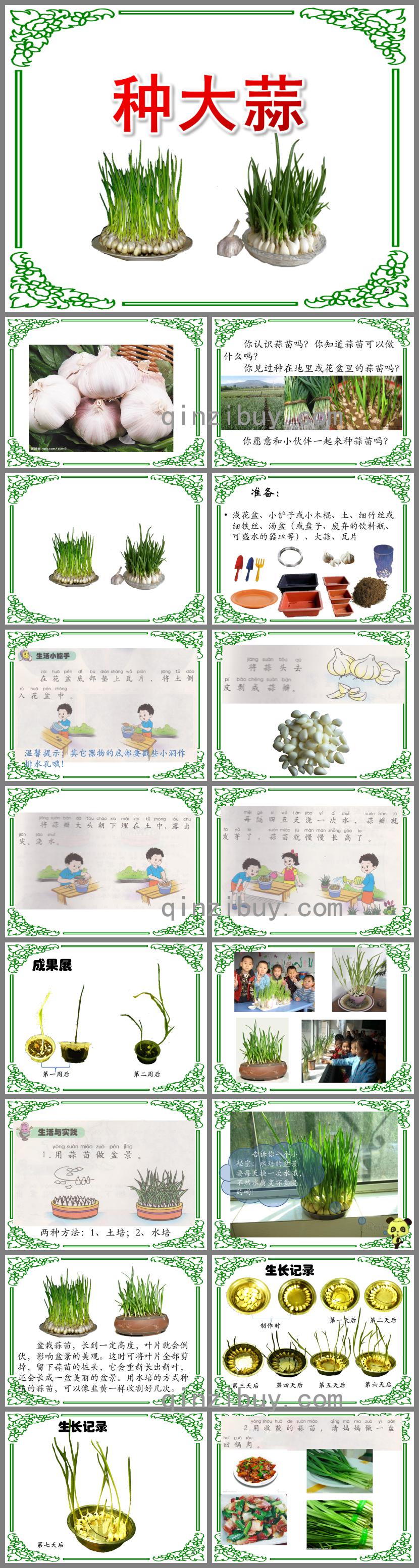 小班科学活动种大蒜PPT课件