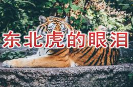 中班社会东北虎的眼泪PPT课件音频
