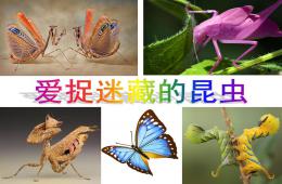 中班科学爱捉迷藏的昆虫PPT课件