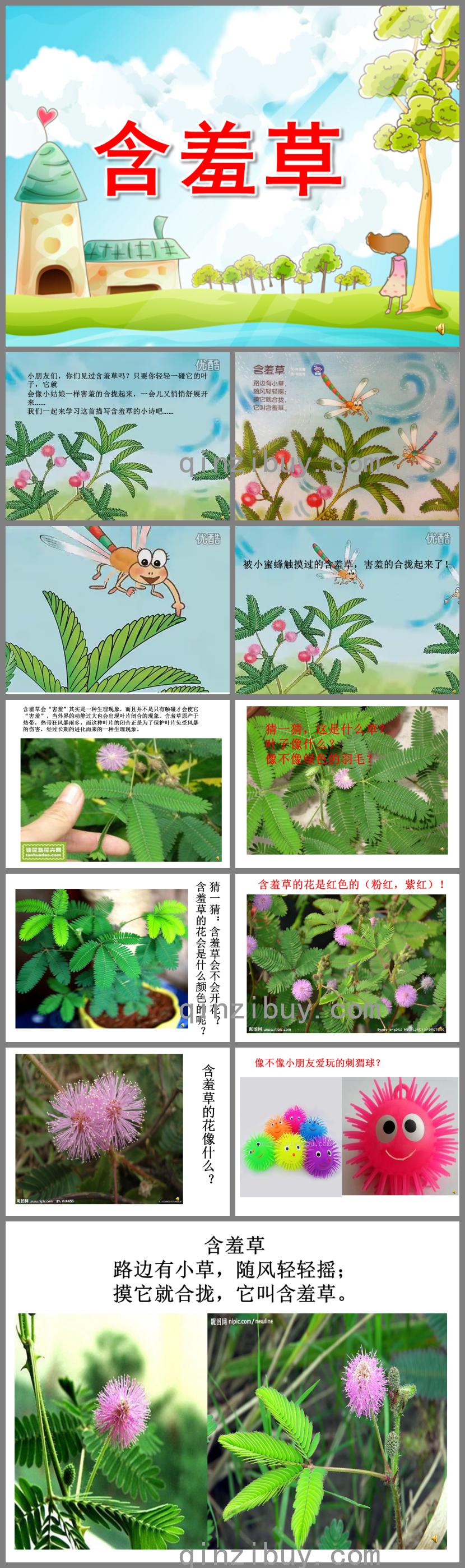 大班语言活动含羞草PPT课件配音音乐