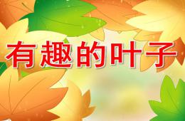 中班科学有趣的叶子PPT课件