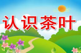 大班社会认识茶叶PPT课件