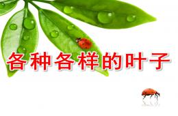 幼儿园各种各样的叶子PPT课件