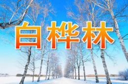 少儿美术白桦林PPT课件