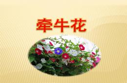 中班语言牵牛花PPT课件