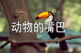 中班科学活动动物的嘴巴PPT课件