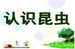 幼小衔接科学认识昆虫PPT课件