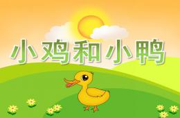 小班科学小鸡和小鸭PPT课件