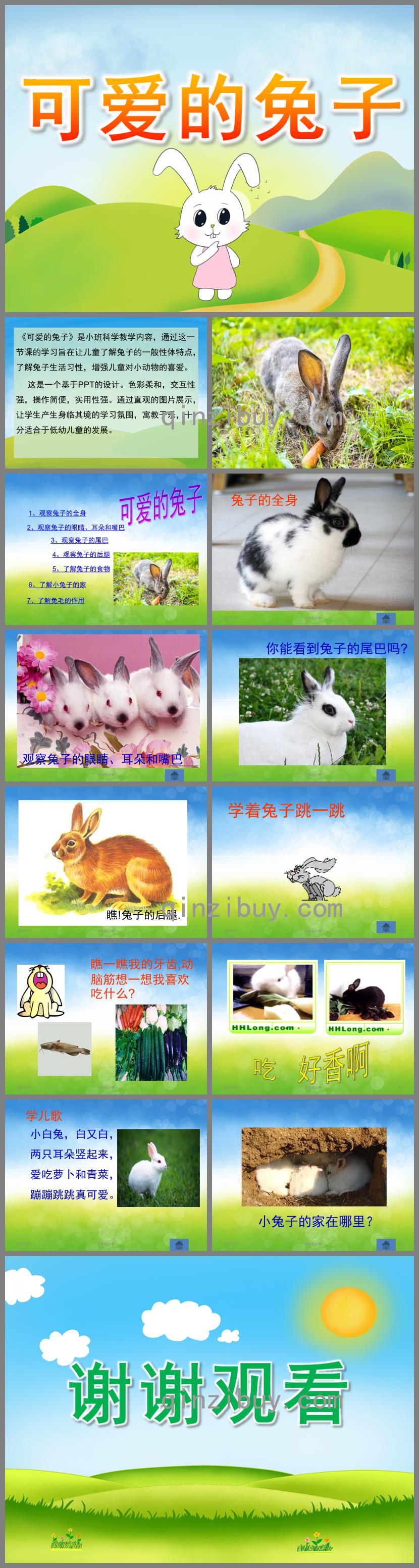 中班科学可爱的兔子PPT课件