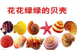 中班语言花花绿绿的贝壳PPT课件