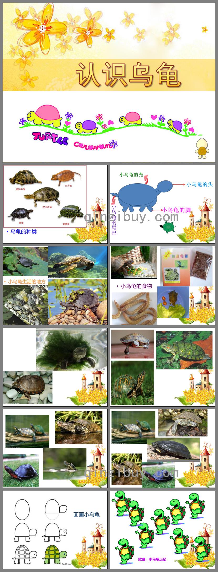 小班科学活动认识乌龟PPT课件