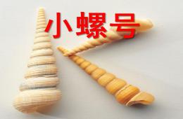 大班音乐小螺号PPT课件歌曲