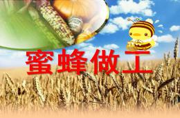 中班音乐歌曲蜜蜂做工PPT课件