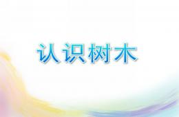 小班科学认识树木PPT课件