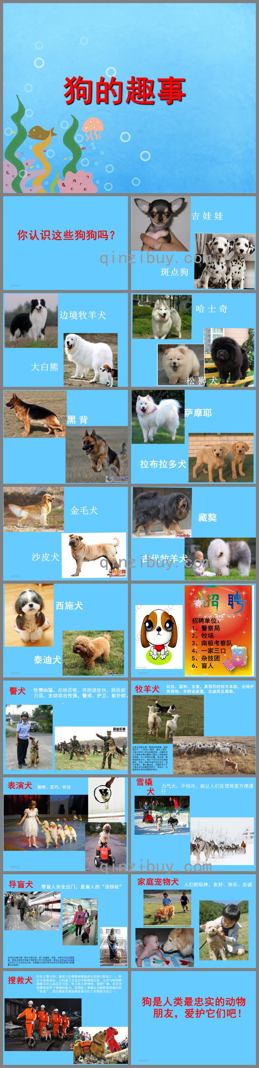 大班主题狗狗的趣事PPT课件