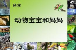 小班科学动物宝宝和妈妈PPT课件