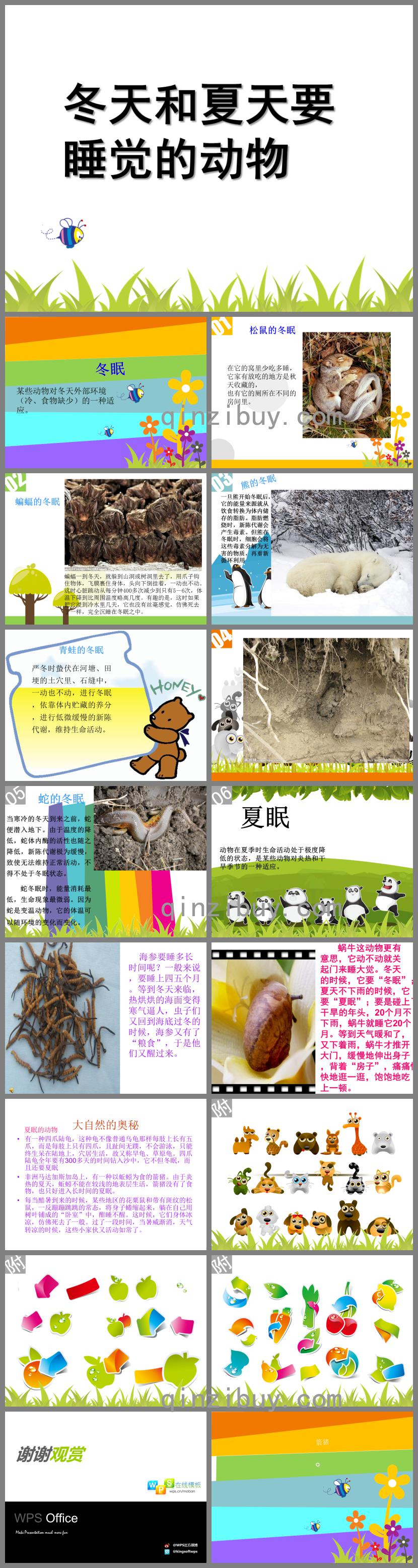 大班科学冬天和夏天要睡觉的动物PPT课件