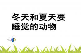 大班科学冬天和夏天要睡觉的动物PPT课件