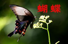 小班科学美丽的蝴蝶PPT课件