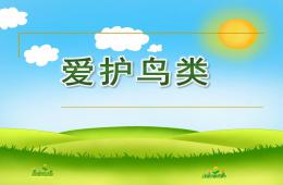 中班社会爱护鸟类PPT课件