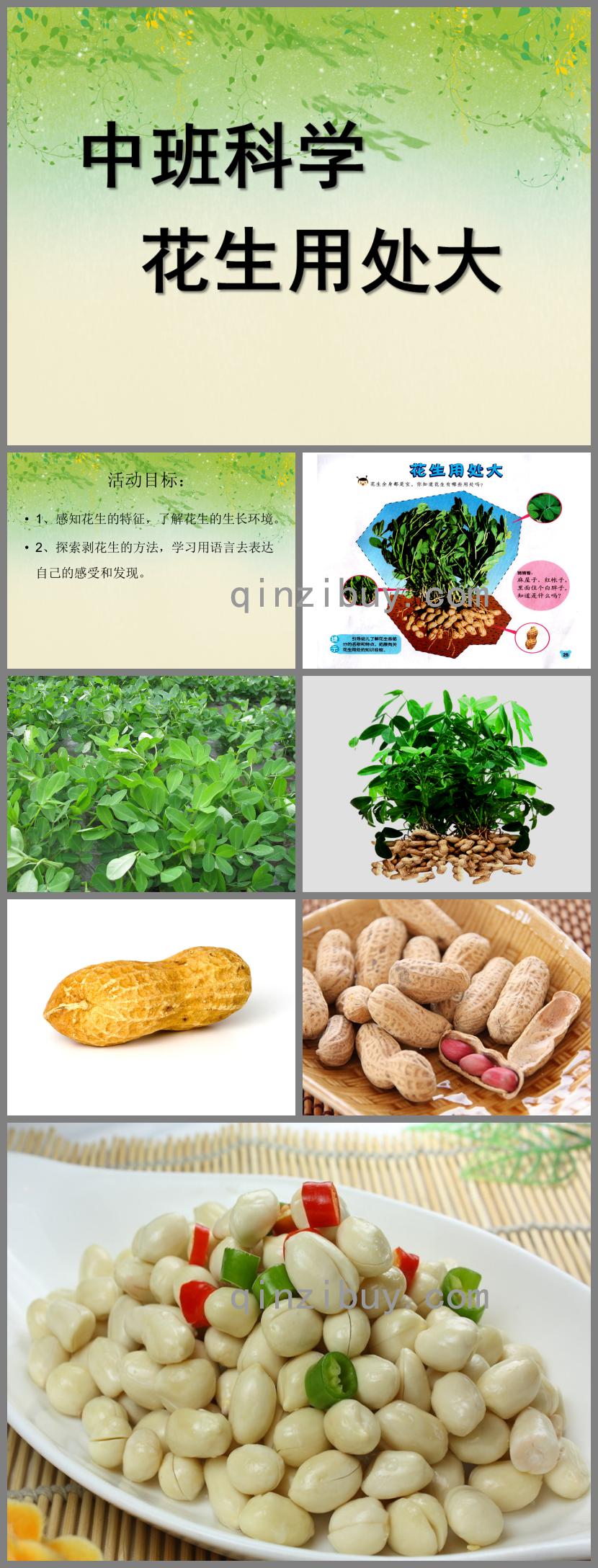 中班科学花生用处大PPT课件