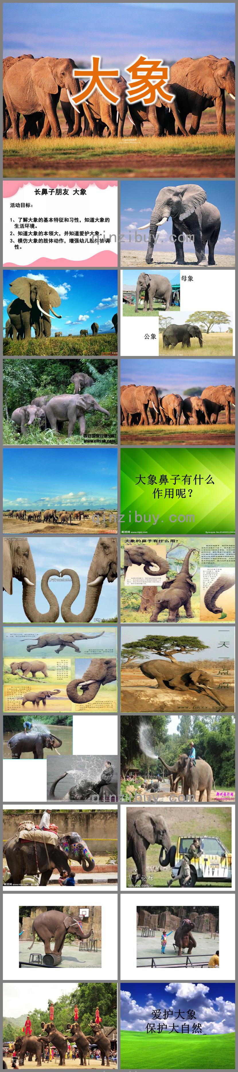 小班语言大象PPT课件