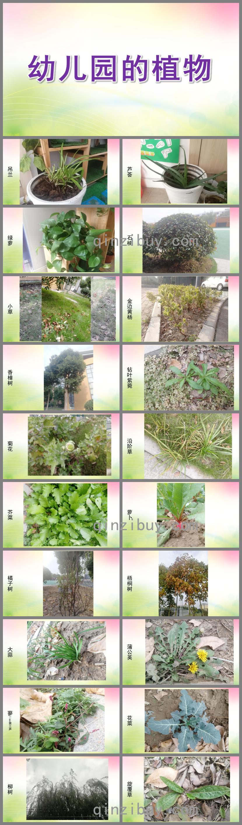 大班语言幼儿园的植物PPT课件