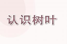 小班数学水果接龙PPT课件