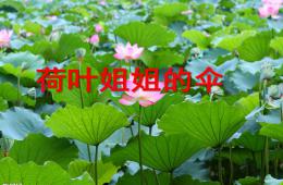 中班语言活动荷叶姐姐的伞PPT课件