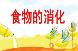 大班食物的消化PPT课件