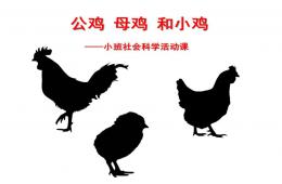 小班社会科学活动课公鸡、母鸡和小鸡PPT课件配音