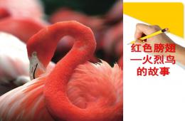 幼儿园故事红色膀翅-火烈鸟的故事PPT课件