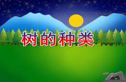 大班语言树的种类PPT课件