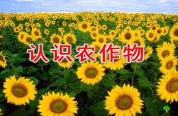 大班语言认识农作物PPT课件