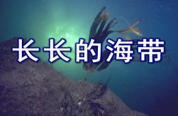 大班健康优质课长长的海带PPT课件