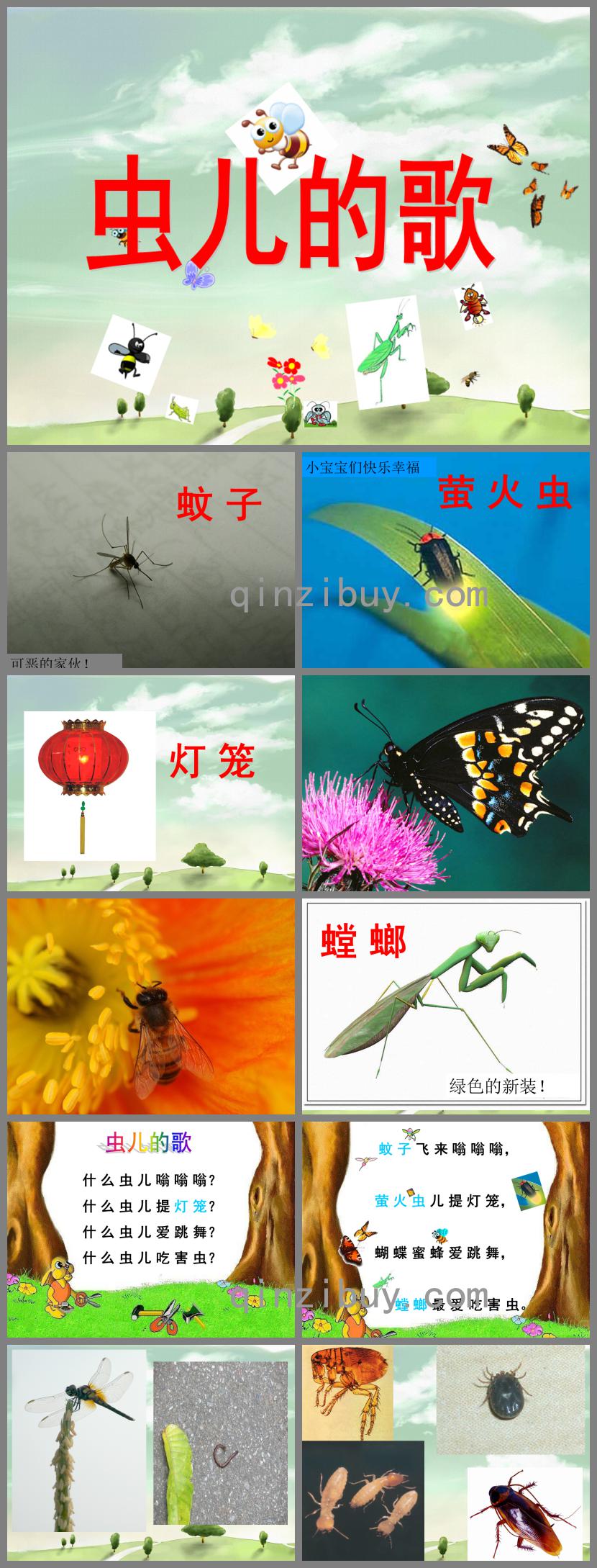 小班语言虫儿的歌PPT课件