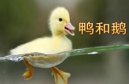 小班音乐鸭和鹅PPT课件