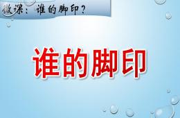 小班科学谁的脚印PPT课件