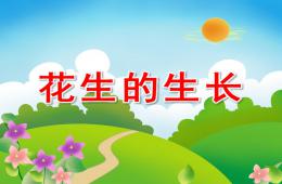 幼儿科学活动花生的生长PPT课件