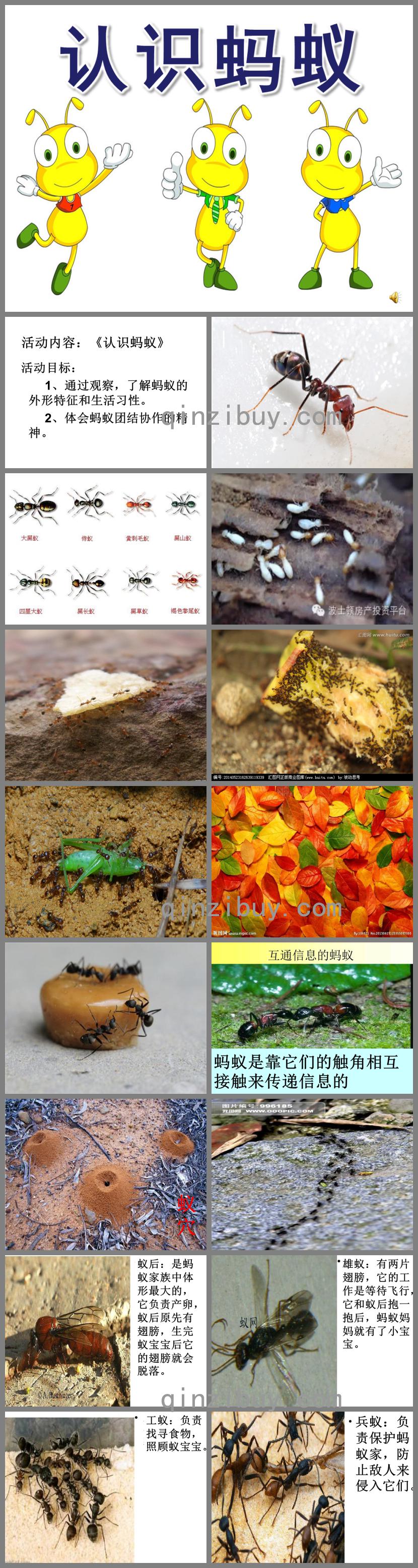 大班科学活动认识蚂蚁PPT课件视频音乐